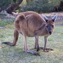 kangaroo